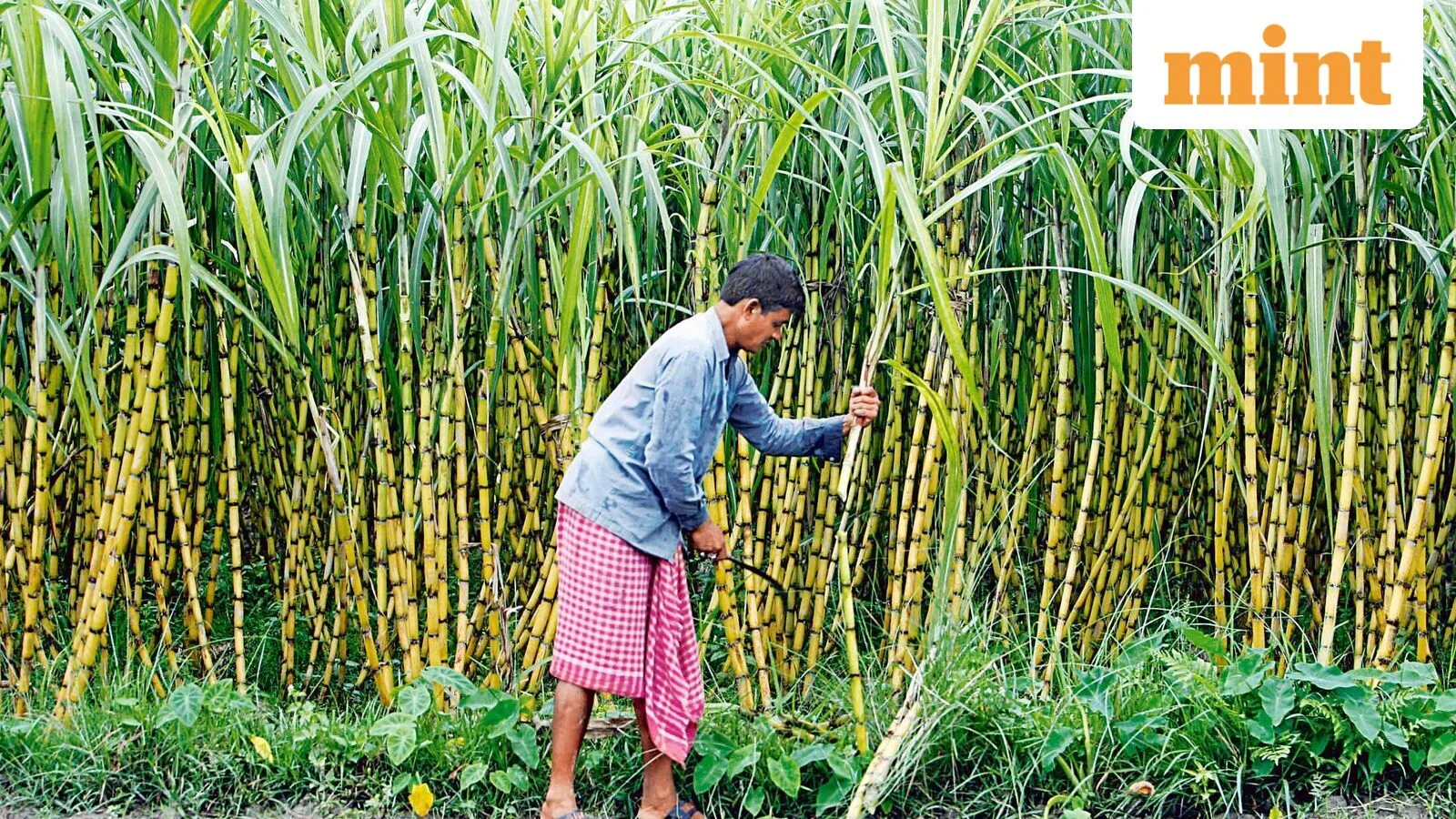 Mint Quick Edit | Low sugar: why India’s ethanol blending programme calls for a review