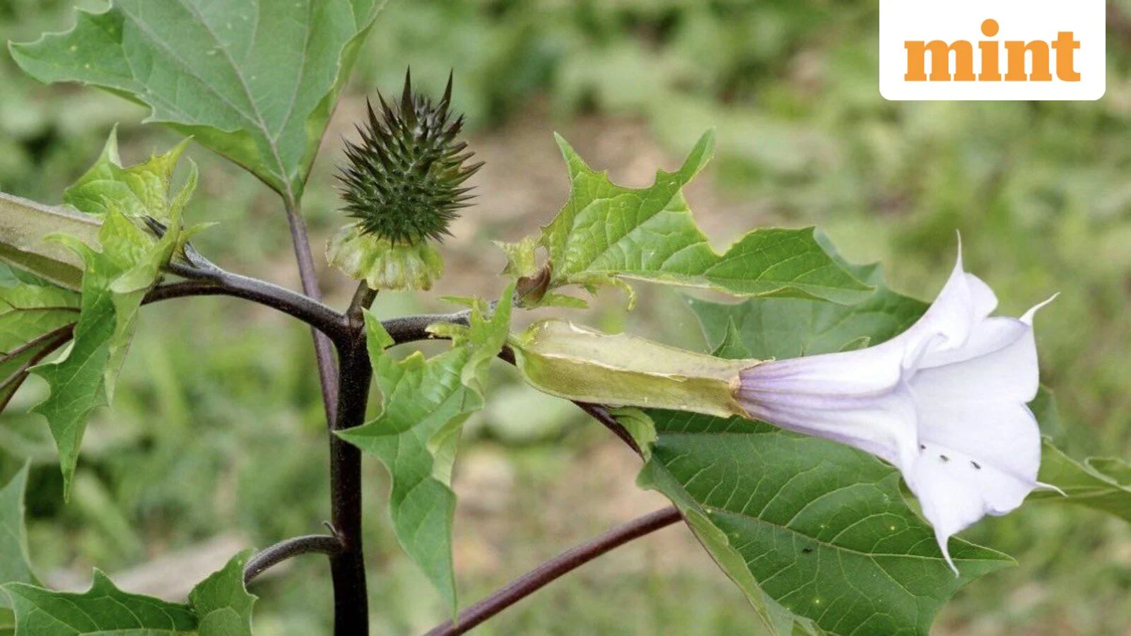 Mint Explainer | What the datura episode says about food safety in online grocery