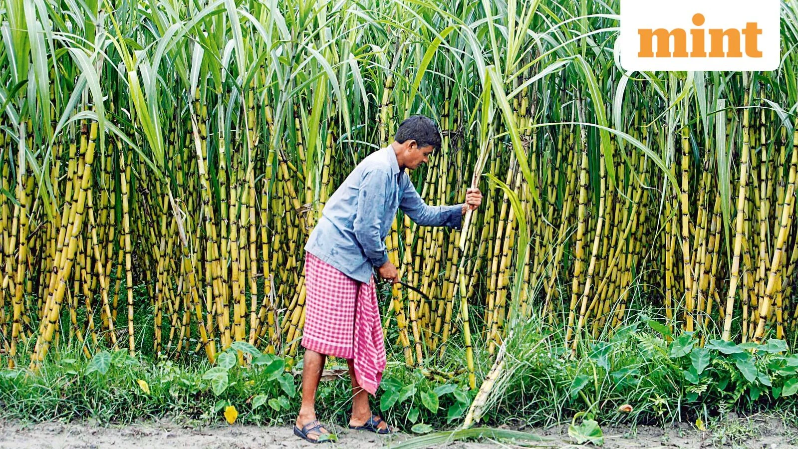 Centre plans interministerial meeting to chart ethanol feedstock strategy